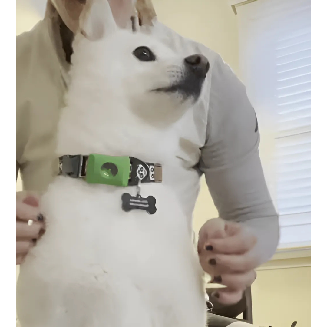 DogCatFri™ Anti-FleaPendant 1+1 GRATIS: Anti-Flåt- Og Loppe-Vedhæng Beskyttelse