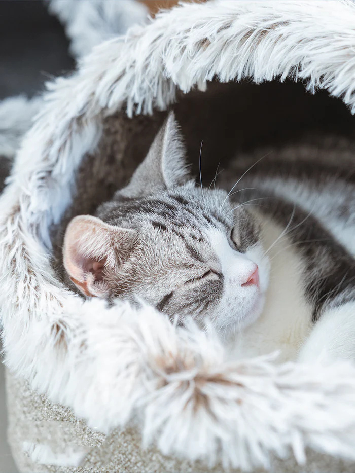 Catfri® CozyCat: Varm Og Cozy Reden For Katte