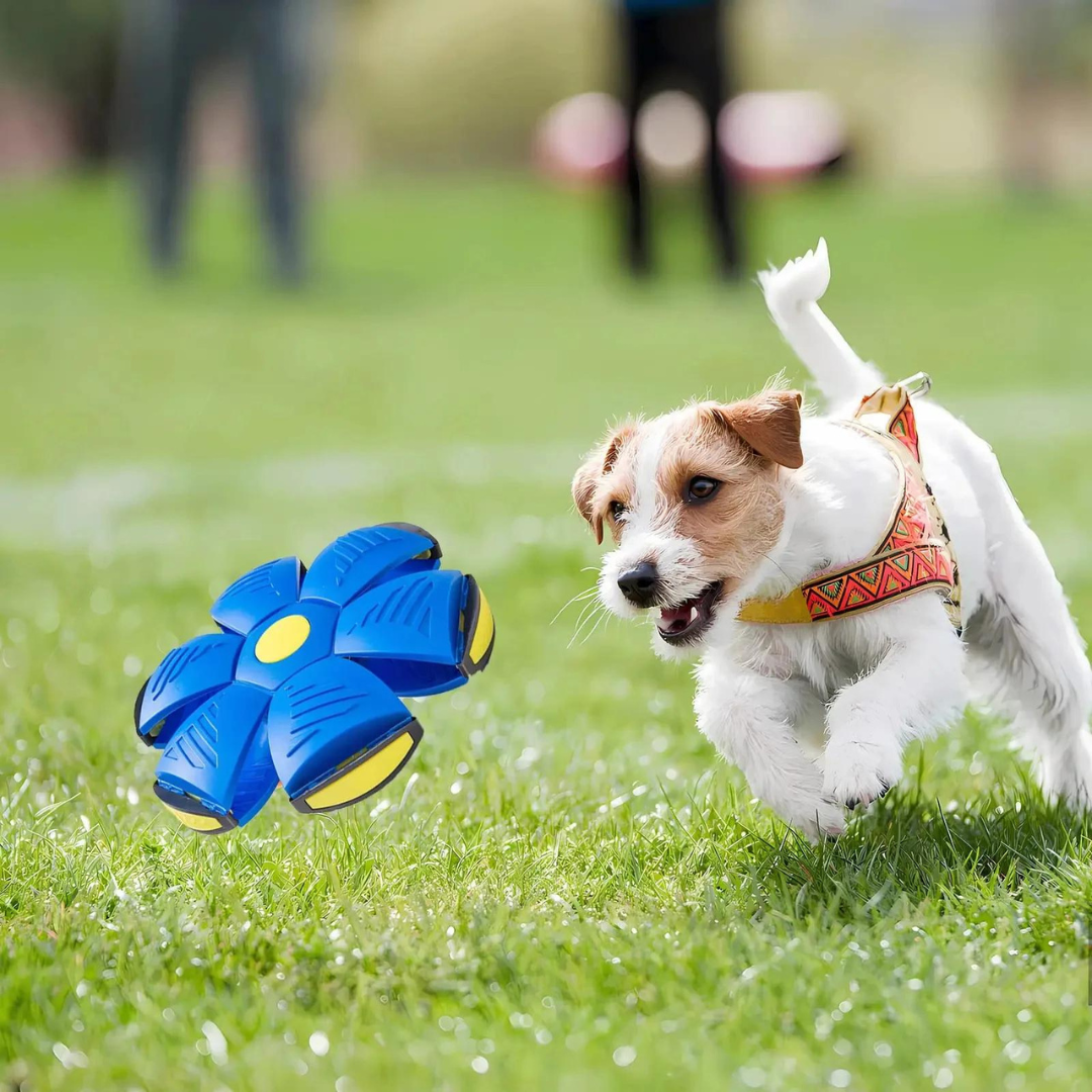 DogFri™ DiscBall 1+1 GRATIS - Doggy Skive Bold Legetøj til Kæledyr